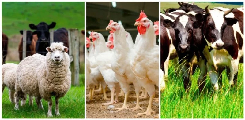 Enrofloxacin injection for Livestock and Poultry Enrofloxacin injection for Livestock and Poultry